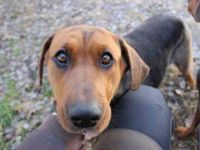 Coco, Schäferhund Bracken Mix, geb. 2020, tolle, gut erzogene Familienhündin