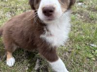🐶 Liebevolle Border Collie × Australian Shepherd Welpen 🐶