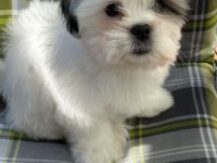 Liebevolle Shih-Tzu × Malteser Welpen Dringender Verkauf wegen Umzugs. Preisverhandelbar!