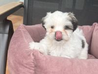 Liebevolle Shih-Tzu × Malteser Welpen suchen ein neues Zuhause!