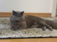Reinrassige bkh  deckkater