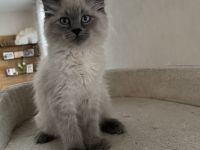 Neva Masquarade Blue Point Kitten