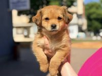 Adino, sucht seineFamilie