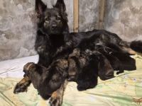 Langhaar Schäferhund Welpen