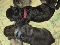 Deutscher Schäferhund Welpen Langhaar