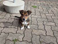 Jack Russel Hündin aus eigener Zucht. 18 Wochen