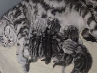 Black Silver Tabby Classic mit Stammbaum in Berlin