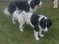 Bukovina-Landseer-Welpen