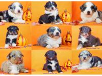 Australian Shepherd Welpen in merle & tricolore Hündinen & Rüden ab mitte November abzugeben