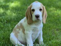Reinrassiger Beaglewelpe in liebevolle Hände abzugeben