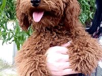 Reinrassiger Toy-Pudel Red Brown bereit für ein liebevolles zu hause