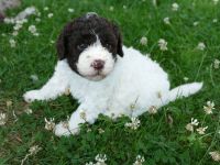 Süße Lagotto Romagnolo Welpen suchen ein liebevolles Zuhause.