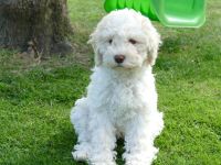 Süße Lagotto Romagnolo Welpen suchen ein liebevolles Zuhause.
