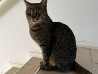 Süße Katze Cleopatra in liebevolle Hände abzugeben