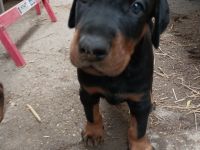 Dobermann Welpen total süß