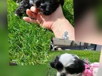 Pünktchen und Blacky suchen ein liebevolles Zuhause