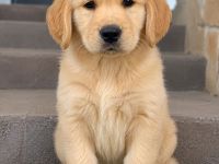 Golden Retriever 6 Baby