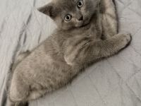 BKH KITTEN reinrassig