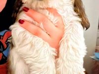 Petit Basset Griffon Vendeen, PBGV