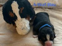 Berner Sennenhund Welpen