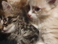 Katzenbabys suchen artgerechtes Zuhause