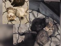 Kitten Mischlinge