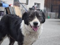 Sanfte Fellnase Mellie sucht ein Zuhause
