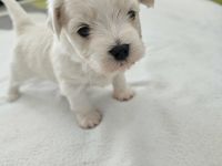 Reinrassiger Bichon Malteser – ein entzückender Welpe sucht die richtige Familie!