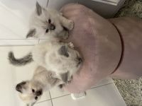 Reinrassige Heilige Birma, Kitten
