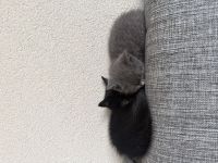 Liebevolles Zuhause für zwei BKH-Geschwister gesucht 🐾