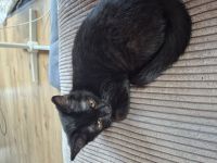 Katzen in gute Hände abzugeben. Ab sofort.