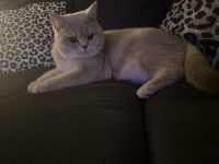 4 BKH Kitten Abgabe zum 15.07.2026