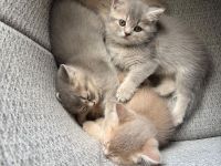 1 liebevoll aufgewachsenes Kitten suchen ab dem 14.07.2026 ihr Für-immer-Zuhause