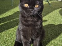 Traumhaftes Selkirk Rex Mädchen "Bijou" (5 Monate) sucht Kuschelplatz auf Lebenszeit!