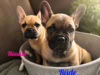 Reinrassige französische Bulldoggen mit Nase