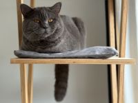Liebevoller Bachelor möchte einmal Deckkater sein