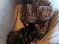 Zuckersüße, BKH-Kitten im edlen „Classic Tabby“ Look
