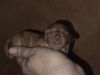 Cockerpoo Welpen