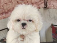 Wunderschöne Shih-Tzu-Welpen.