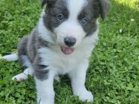 1 Border Collie Welpe Slate White
