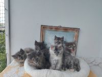 Süße Maine Coon Kitten suchen ab Mitte Juli ein Zuhause!
