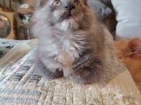Süße Maine Coon Kitten suchen ein Zuhause!