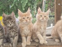 Maine-coon kitten mit Stammbaum