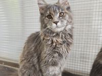 Maine-coon kitten mit Stammbaum