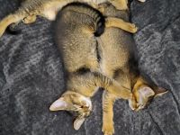 Kitten - Katerchen  - Somali -Abessinier  -MIX