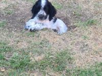 Cockerspaniel Welpen