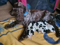 Cockerspaniel Welpen