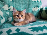 BKH Kätzchen / Kitten