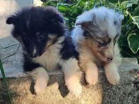 Sheltie-Mädchen