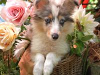 Sheltie-Mädchen